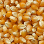 MAIZE/YELLOW CORN