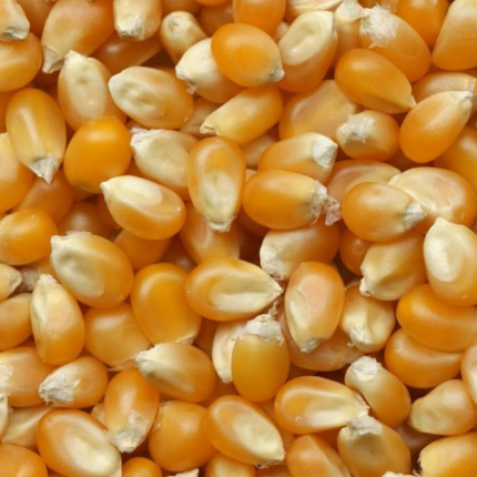 MAIZE/YELLOW CORN