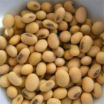 SOYABEAN SEEDS