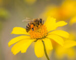 HONEY PRODUCTS - Image 2