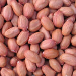 GROUNDNUT PEANUT